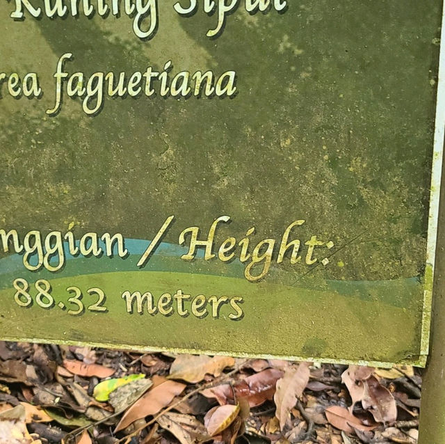 보르네오섬 말레이시아 Tawau Hill Park, 약 90미터 나무를 만나다.