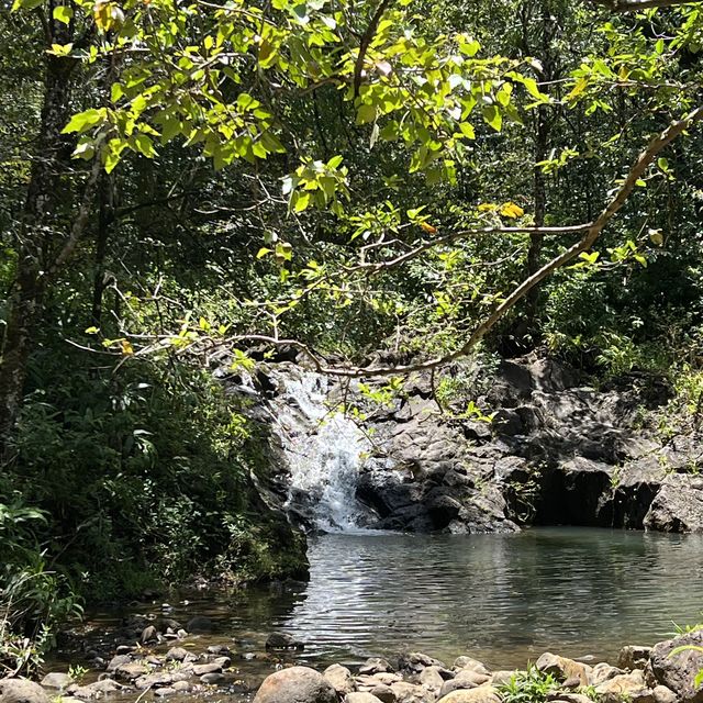 Maui’s rainforest is a botanical wonderland 