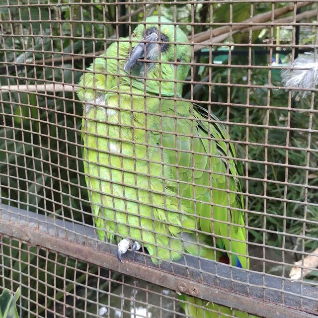 Interesting zoo/park in San Jose 