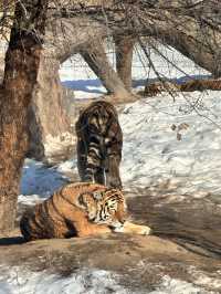 Siberia Tiger Safari