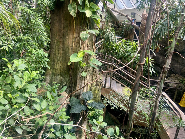 ✨🦜我在紐約中央公園動物園觀雀的樂趣✨