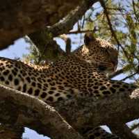 three days safari ngorongoro crater 