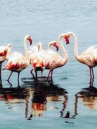 Walvis Bay: The Coastal Gem of Namibi