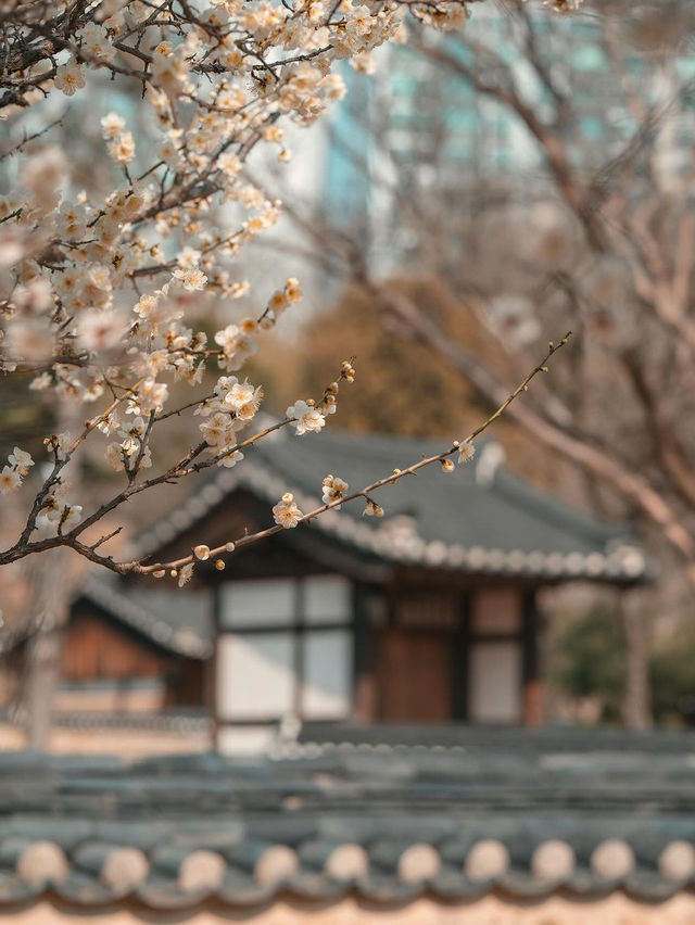 🌸 동춘당공원 🌸