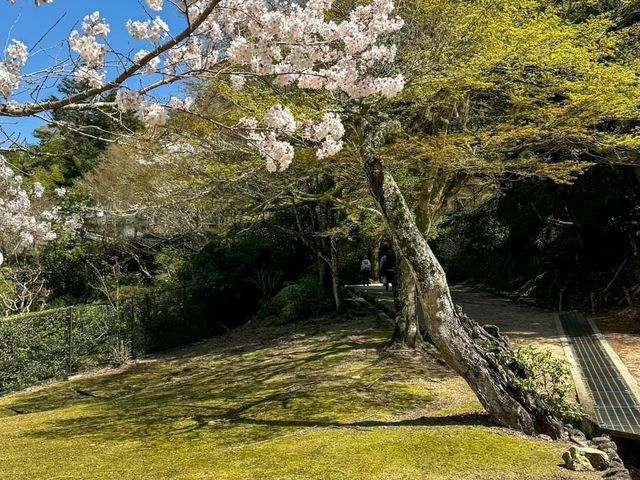 Japan is a micracle in spring 🇯🇵