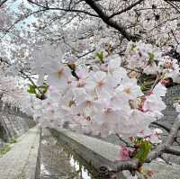 Cherry blossoms in Fukuoka 🇯🇵