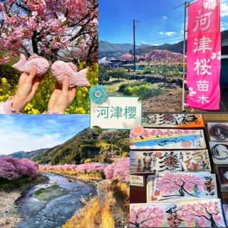 🌸河津賞櫻大道🌸超美賞櫻花熱點🌸