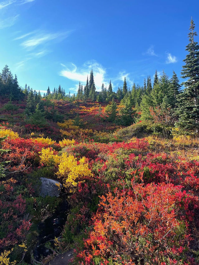가을에는 마운트 레이니어 국립공원(Mount Rainier National Park)을 방문하세요