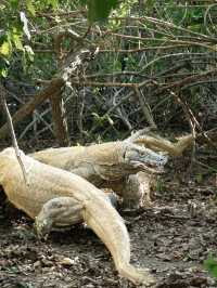 Trip to Komodo, Indonesia: A Wild Adventure 