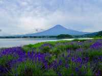 從河口湖眺望富士山