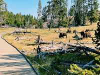 🚙 Transportation Tips for Yellowstone National Park 🏞️🧭