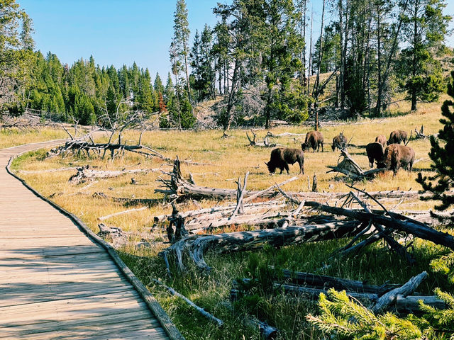 🚙 Transportation Tips for Yellowstone National Park 🏞️🧭
