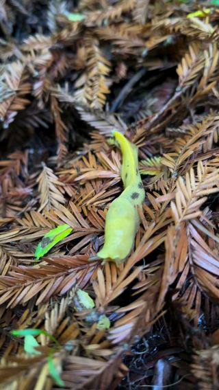 Hike Into the Heart of Giants – Tall Trees Grove, Redwood National Park