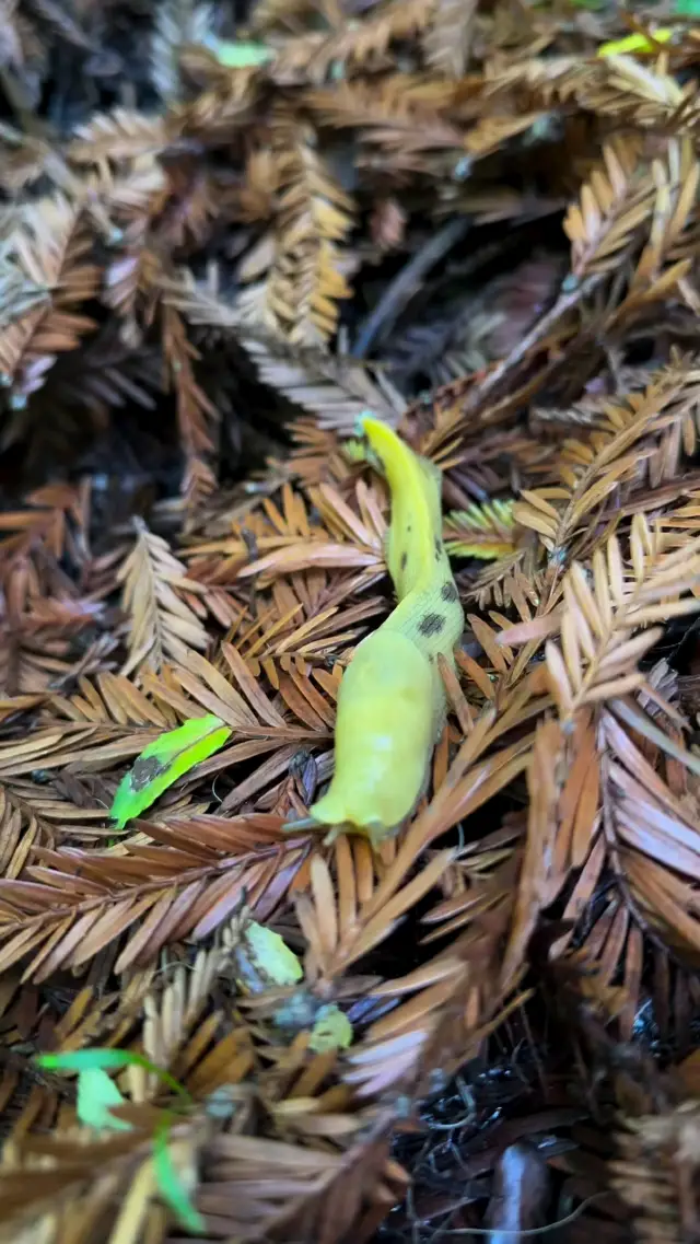 Hike Into the Heart of Giants – Tall Trees Grove, Redwood National Park