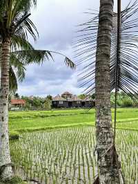 Ubud core ✨