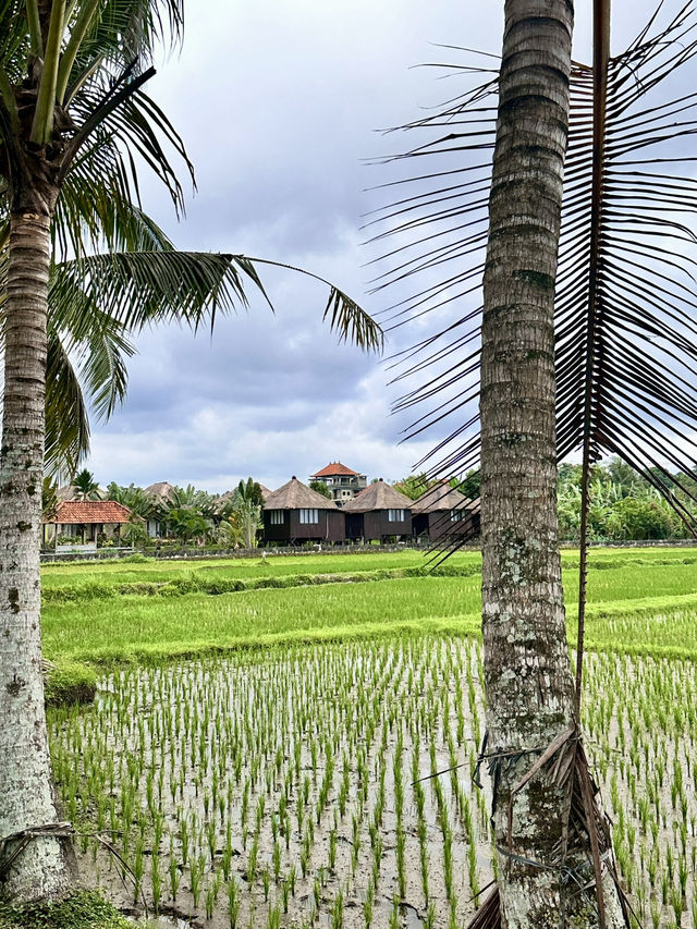 Ubud core ✨