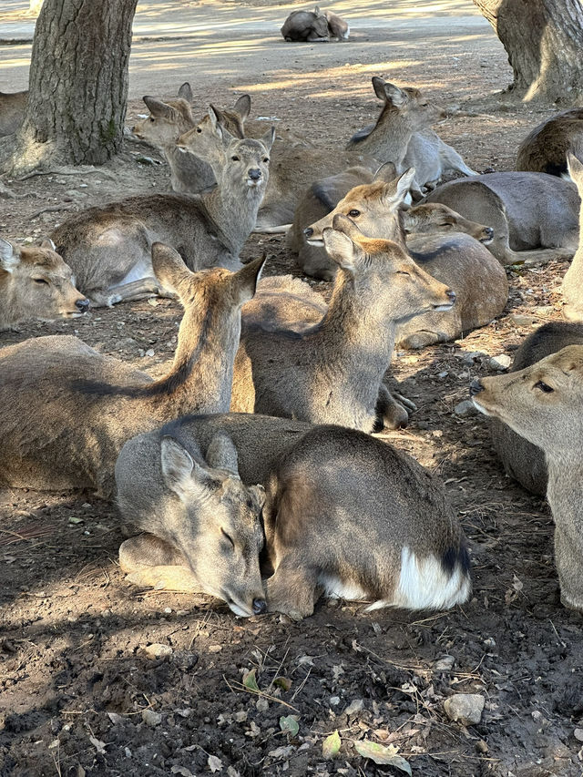 Japan Itinerary 3: Just back from a deep-dive day in Nara