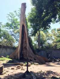 Angkor Wat — the Magic of Cambodia 