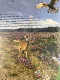 Autumn Walk in Bakkeveen – 10 km Nature Adventure🍄🍄‍🟫🍂✨