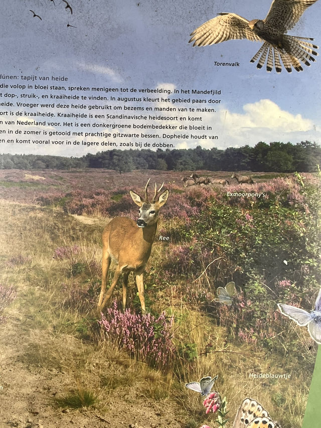 Autumn Walk in Bakkeveen – 10 km Nature Adventure🍄🍄‍🟫🍂✨