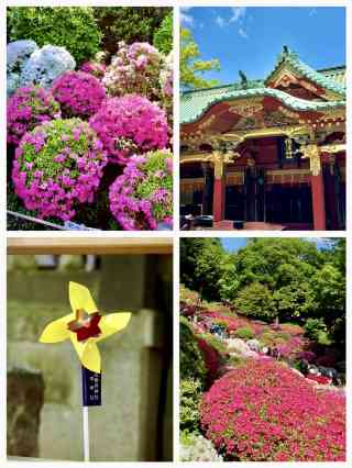 根津神社のツツジが満開、ピンクの花海が期間限定で咲き誇る | Trip