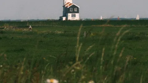마르켄(Marken)의 데이지 꽃. — traveler post in 마켄