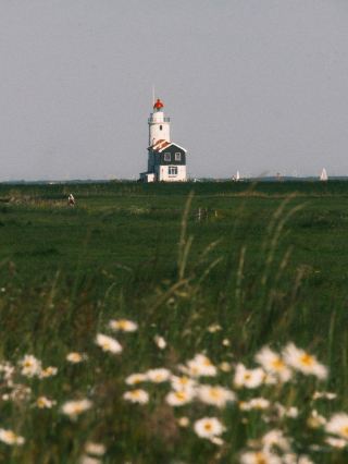 雛菊花 在 Marken