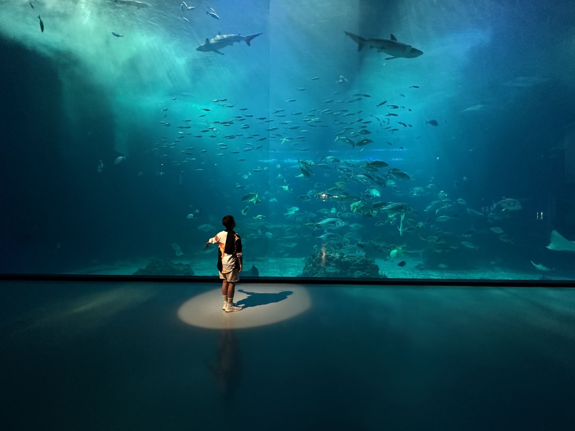 Unforgettable Marine Adventure at Aqua Planet Jeju, Booked via Trip.com