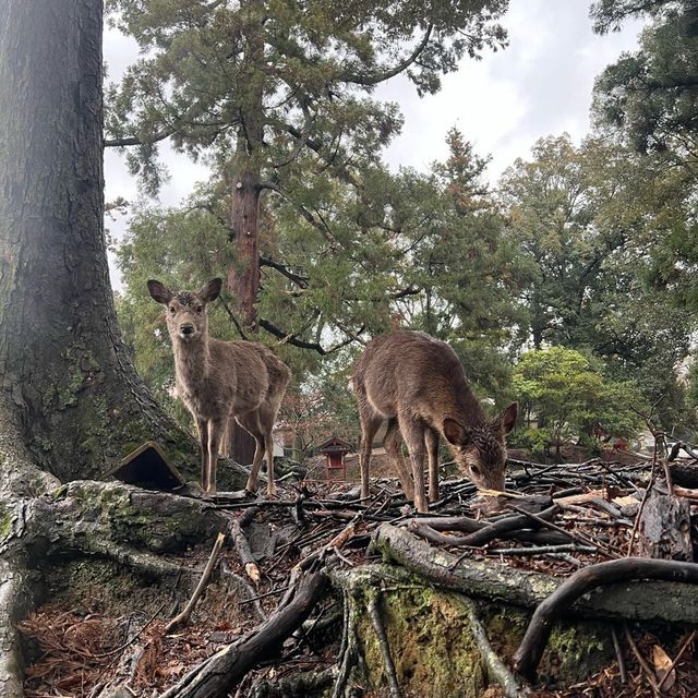 Amazing bowing deers in Nara, Japan 🇯🇵