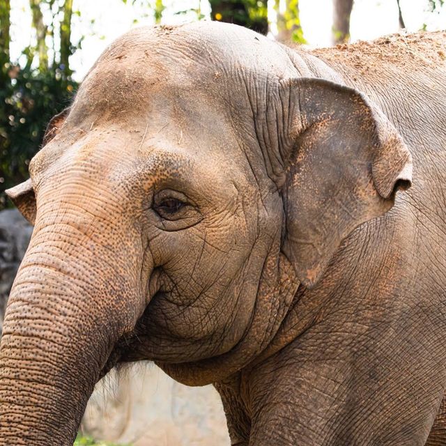 Animals of Chiang Mai Zoo