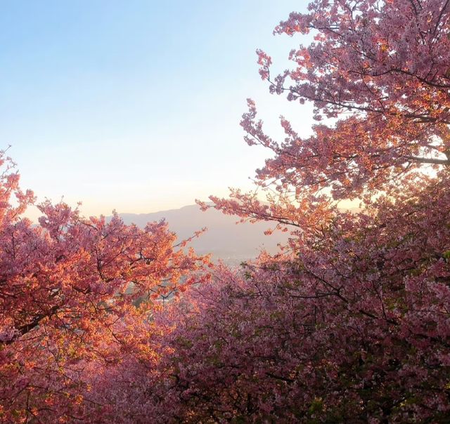 🌸Cherry blossoms are about to bloom | Where is a good place to go flower viewing this year?