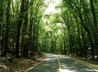 Enchanting Man Made Forest in Bohol 🇵🇭