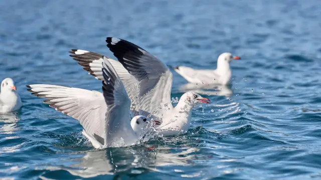 Seagulls are flying around, you must visit Lugu Lake in winter