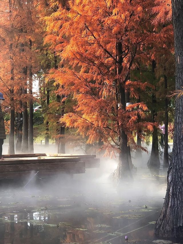 千燈水亭：深冬浪漫紅葉之美，最新打卡聖地等你來