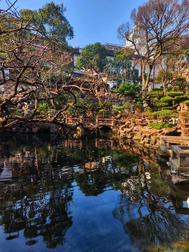 Famous Chinese Botanic Garden! 🌳🪨🐲