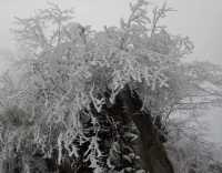 峽谷冰瀑、玉樹凌花，冰雪奇葩燕子溝