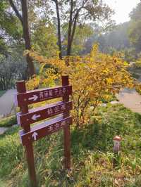 小寒節氣西山公園賞蠟梅