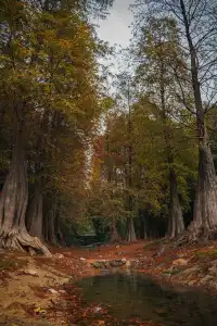 落羽杉紅了藏在廣州市區的冬日童話森林