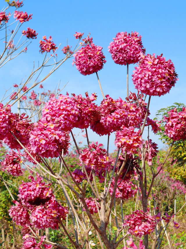 陸河紫花風鈴木