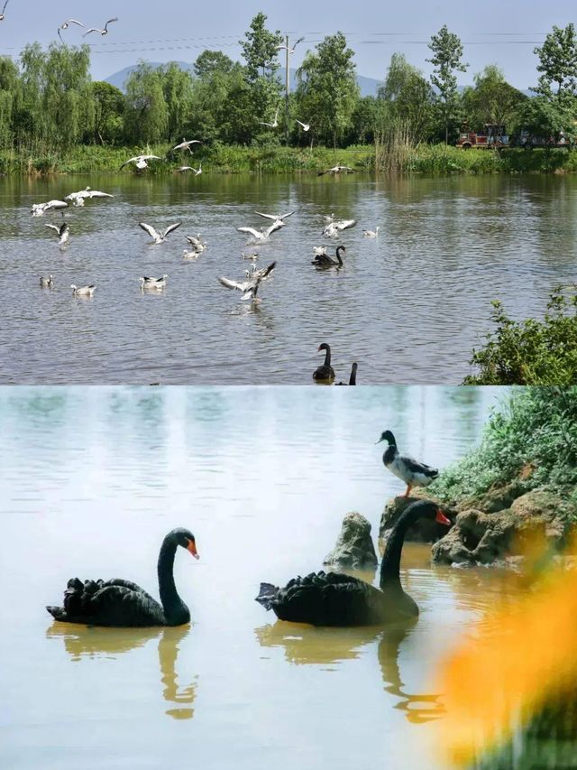 國慶長沙周邊遊——強烈安利這個濕地公園！
