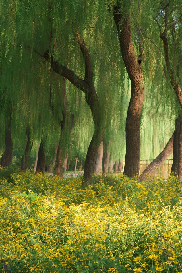 這個小眾免費公園裡藏著大片稻田速來打卡