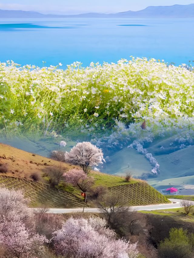 北疆看風景