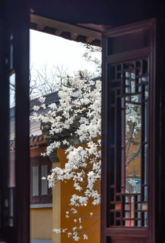 靈谷寺的白玉蘭，值得觀看
