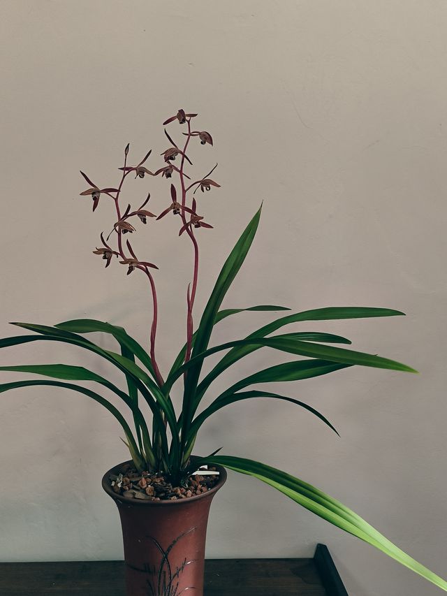 春節去了趟於山蘭花展，以為到了仙境