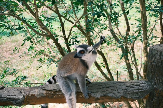 在動物園散步才是正經事｜safari攻略｜