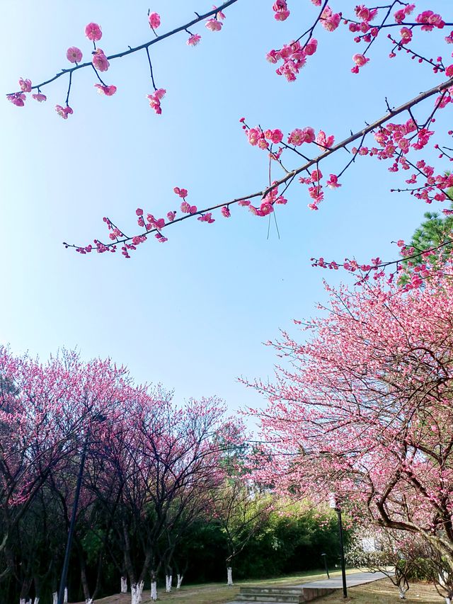 浙江義烏香雪報春園，松梅同框，清新雅致