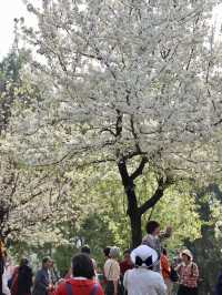 肇慶牌坊公園 梨花爛漫春風如詩