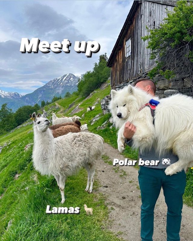 🌲❄️ A Fluffy Encounter: Exploring Norway's Majestic Landscapes with Llamas and Samoyed Puppies! 🦙🐻‍❄️