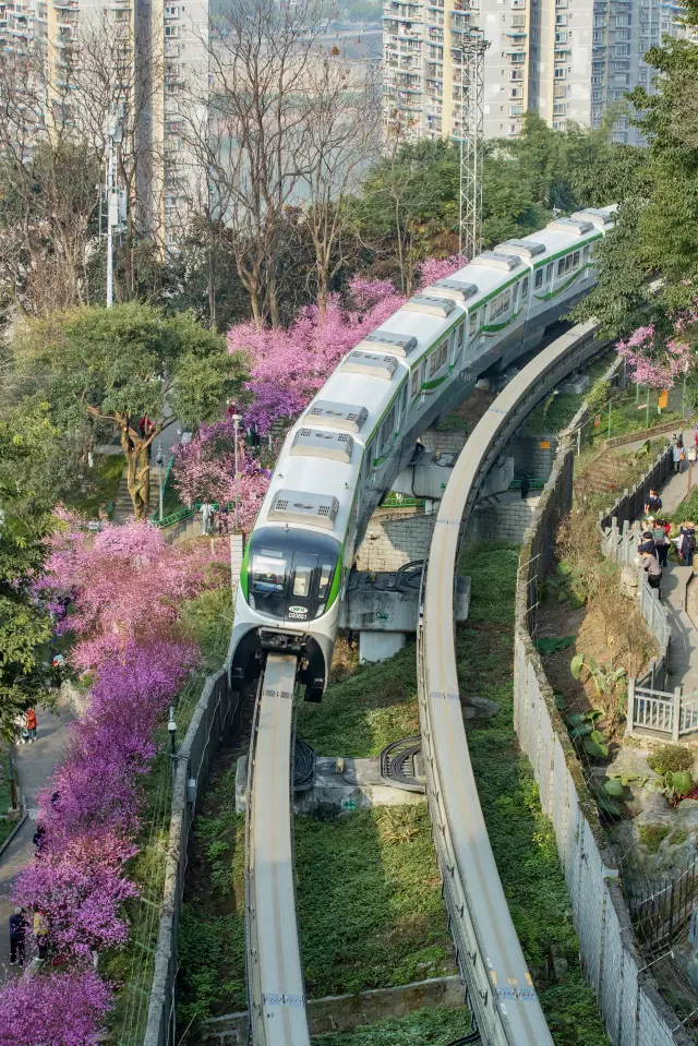 春日拍照，開往春天的列車如期而至