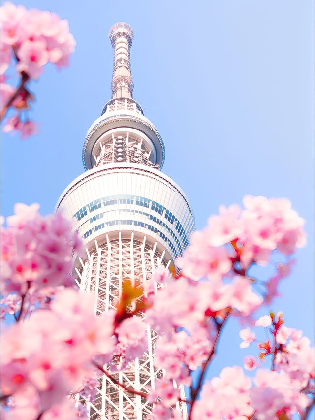 東京賞櫻攻略【櫻花盛開季節】